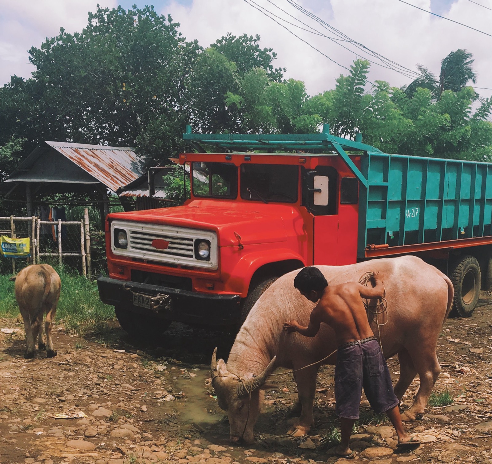 Water buffalo and truck in the Philippines